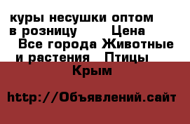 куры несушки.оптом 170 в розницу 200 › Цена ­ 200 - Все города Животные и растения » Птицы   . Крым